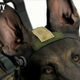 Illustration for article titled Thanks, emCall of Duty/em Dog, For Brightening Up A Mostly Dull Xbox Event
